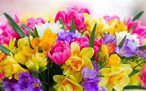blooming blossem
