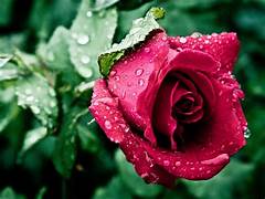 rose